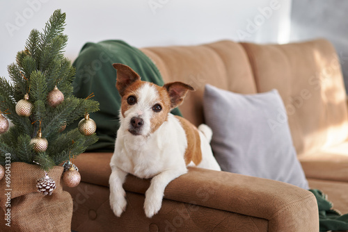 An enthusiastic Jack Russell Terrier dog interacts with a small Christmas tree, capturing a lively holiday moment at home