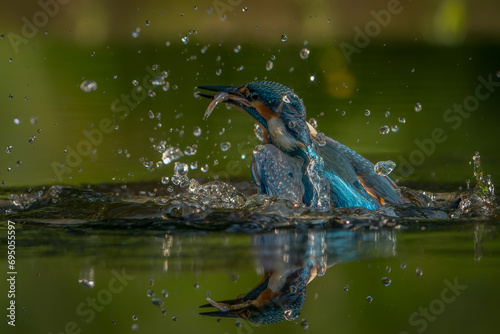 Common European Kingfisher (Alcedo atthis). Kingfisher flying after emerging from water with caught fish prey in beak on green natural background. Kingfisher caught a small fish © Albert Beukhof