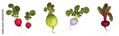 Root Crop and Vegetables with Top Leaf Vector Set