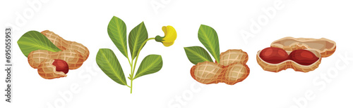 Peanut or Groundnut Legume Crop with Edible Seed in Shell Vector Set