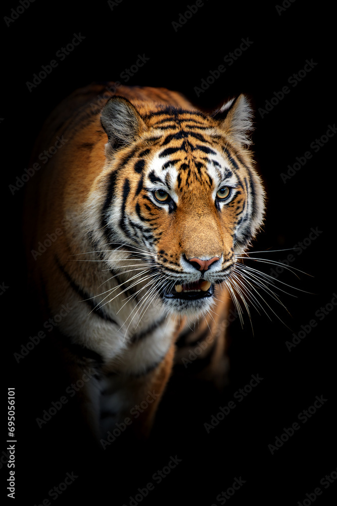 Naklejka premium Close adult tiger portrait. Animal on dark background