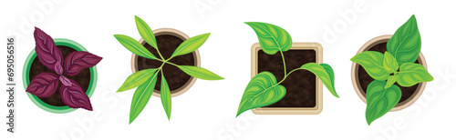 Seedling and Plant Growing in Pot Above View Vector Set