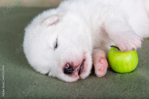 White fluffy small Samoyed puppy dog with apple