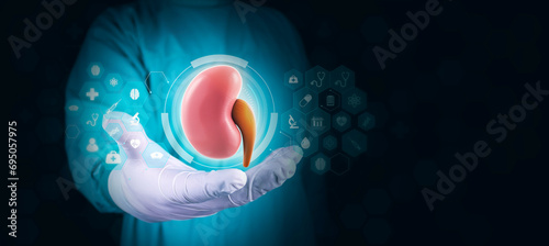 Isolated doctor shows a kidney in good condition. Nephrologist holds a kidney with his right hand and analyzes the human organ. Isolated on dark background with digital theme. With space for text photo