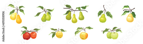 Ripe Apple and Pear Fruit Branch with Green Leaf on Stem Vector Set