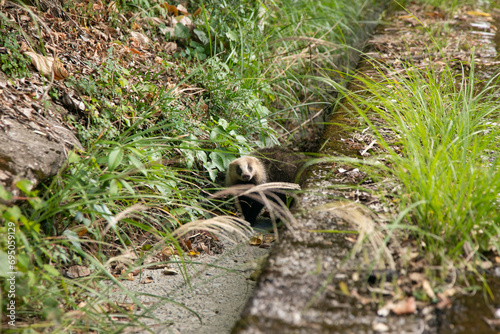 The Japanese badger (Meles anakuma) is a carnivorous species of the Mustelidae family.