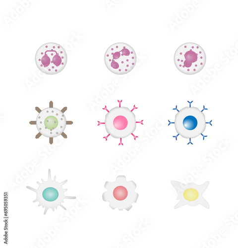 Cells of the innate and adaptive immune system, Hematopoiesis cell type scheme, stem cell, B and T lymphocytes, Basophil, neutrophil, eosinophil, monocyte, dendritic cell, macrophage and plasma cells.
