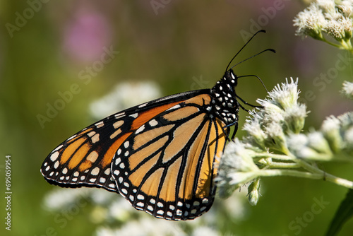 Monarch Butterfly on white flower