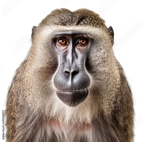 baboon monkey face shot isolated on transparent background cutout