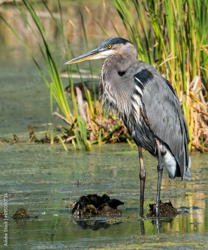 great blue heron stood in water of marsh