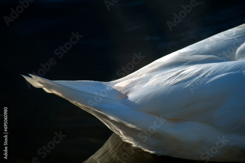 Fototapeta Naklejka Na Ścianę i Meble -  white swans feather in composition