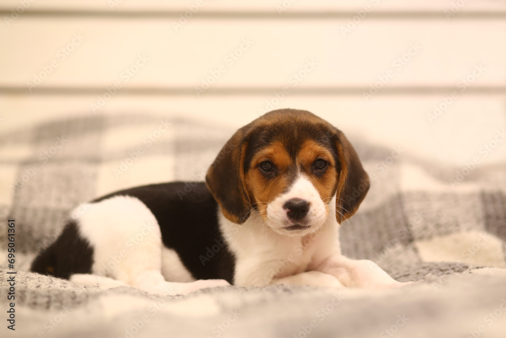 Portrait of a lying one month old beagle puppy