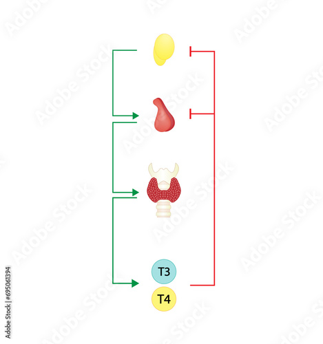 	
Feedback loop controlling thyroid hormone secretion into the blood. Thyroid gland, T3 and T4. hypothalamus, TRH and pituitary gland, TSH. Vector illustration.