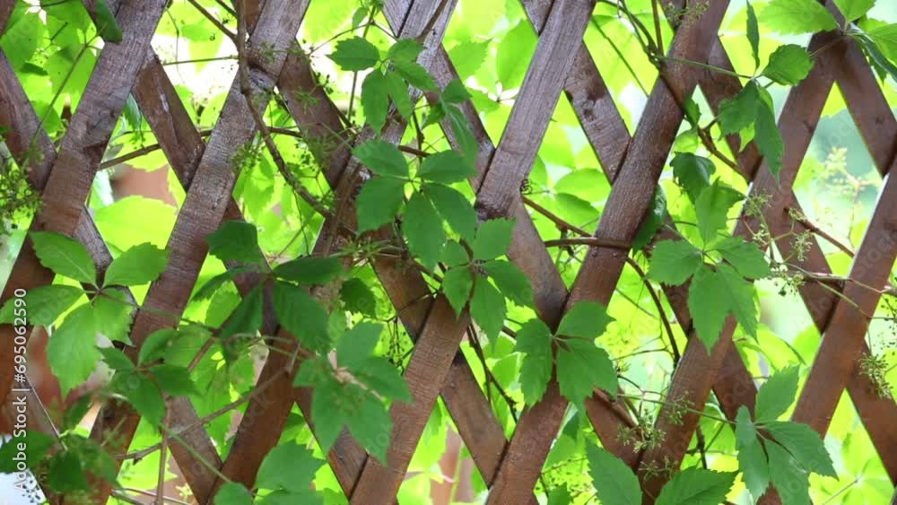 Wooden fence with interlacing branches and leaves on wind Wooden fence with interlacing branches and leaves on wind
