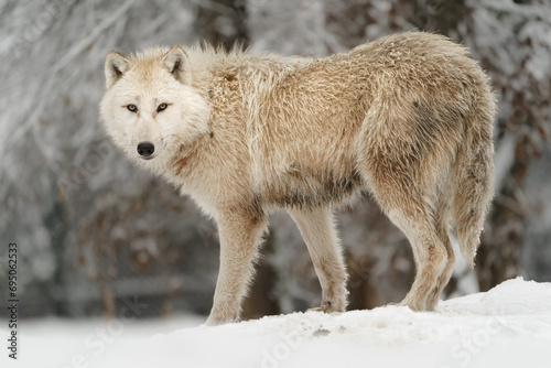 Portrait of Arctic wolf in snow