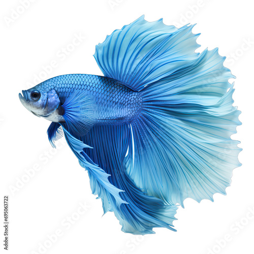 blue Betta fish on transparent background © Classy designs