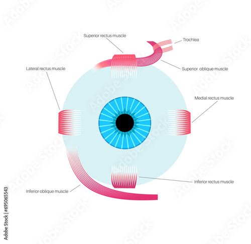 Extraocular muscles anatomy