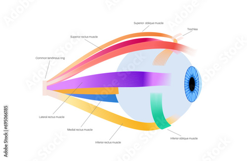 Extraocular muscles anatomy