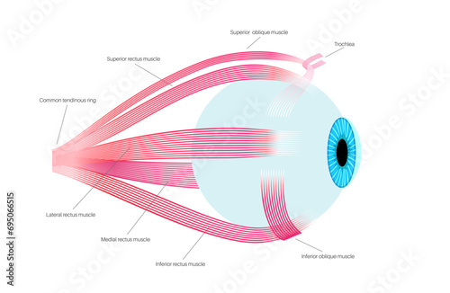Extraocular muscles anatomy