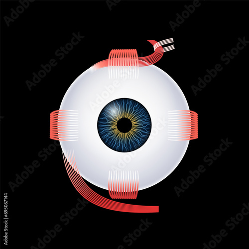 Extraocular muscles anatomy