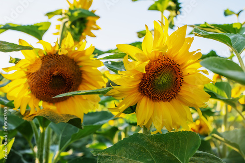 Fototapeta Naklejka Na Ścianę i Meble -  Sunflowers are Growing on the Big field. Wonderful panoramic view field of sunflowers by summertime. Long rows of nice yellow sunflower in the field under the blue sky
