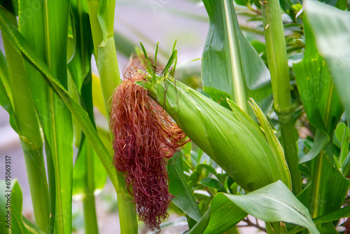 Corn is one of the most important carbohydrate-producing food crops in the world