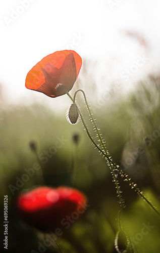 poppy, close-up poppy, red flowers, flowers in nature, sunset