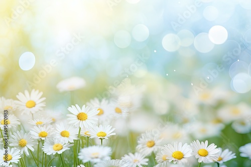 meadow with daisies © Vasili