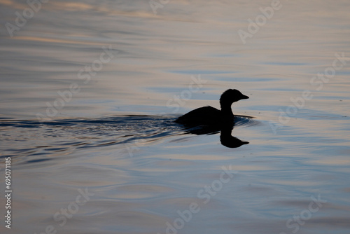 Pied-Billed Grebe small water birds reflection in the  photo