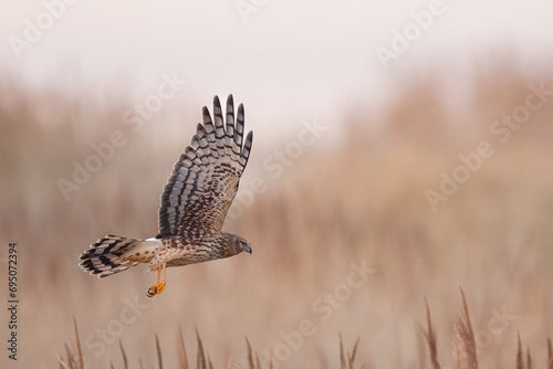Harrier falcons swooping and hunting
