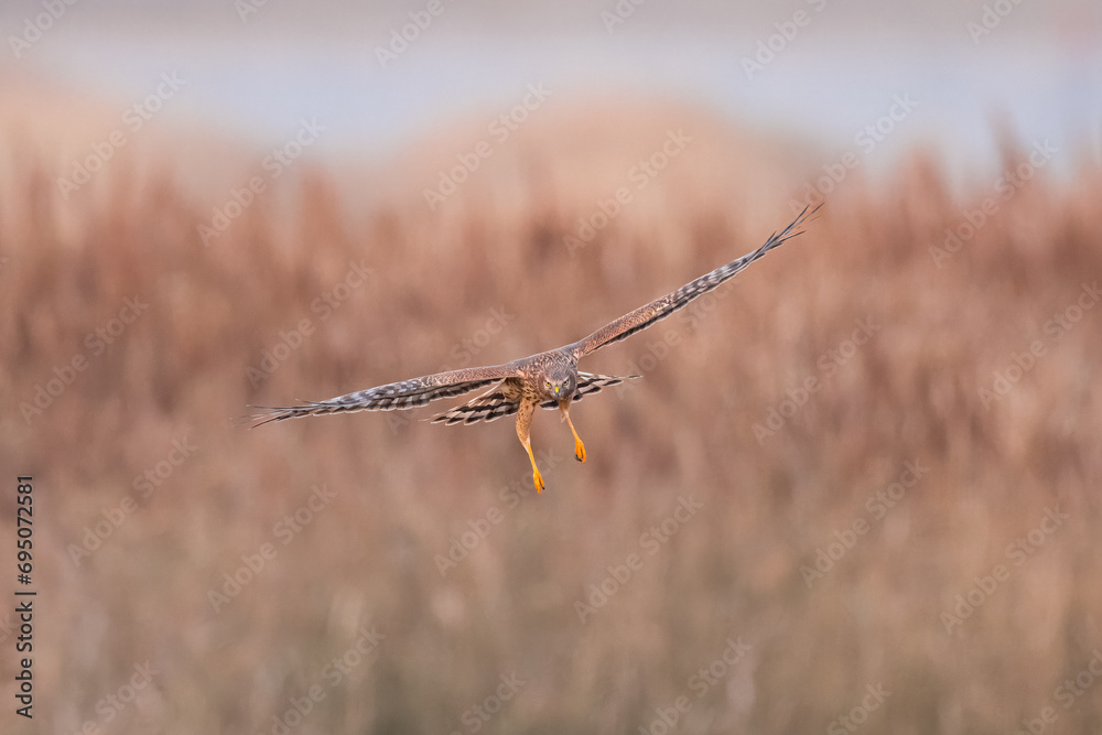 Harrier falcons swooping and hunting Harrier falcons swooping and hunting