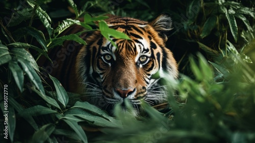 Majestic Tiger Emerging from Jungle Undergrowth