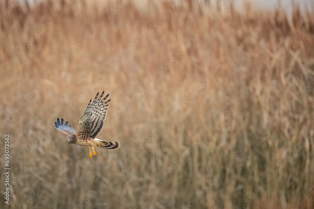 Fototapeta premium Northern Harrier falcon in flight