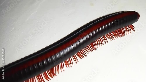 Red Millipede