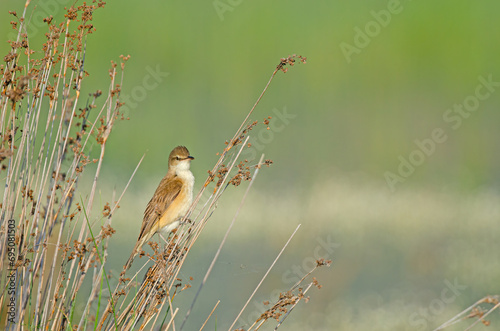 Great Reed Warbler (Acrocephalus arundinaceus), close-up of the bird singing in the reeds in the early morning in spring.