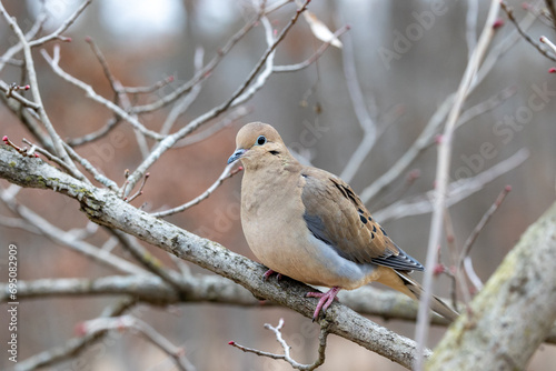Mourning dove perched on a branch