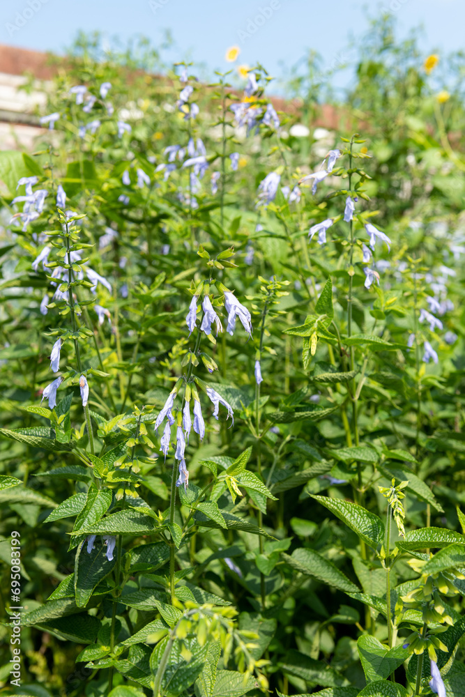 Fototapeta premium Salvia guaranitica (Argentina Skies) flowers in bloom