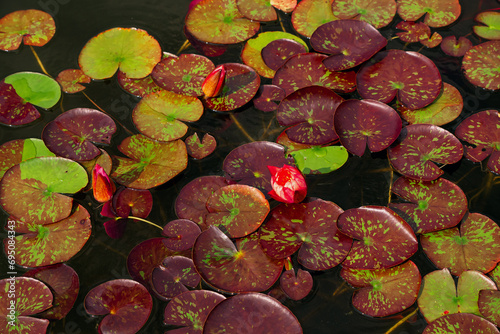 Murais de parede Blooming different plant variety of nympheas in the pond