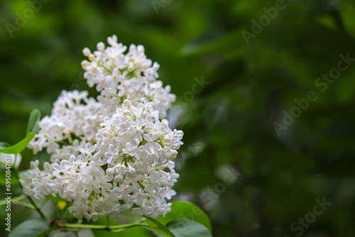Branch of a blossoming syringa with beautiful white flowers on blurry green background. Photo with copy space
