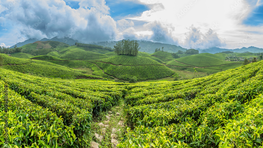 Green fields of tea plantations on the hills landscape, Munnar, Kerala, south India