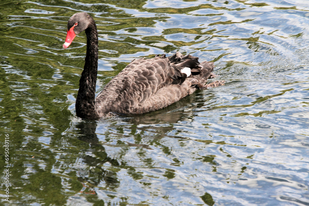 Fototapeta premium A close up of a Black Swan