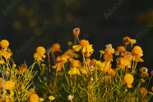 Yellow bitter sneezeweed blooms closeup with copy space on background. photo