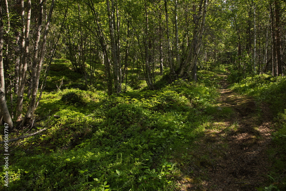 Lulledalen forest path in Troms og Finnmark county, Norway, Europe
