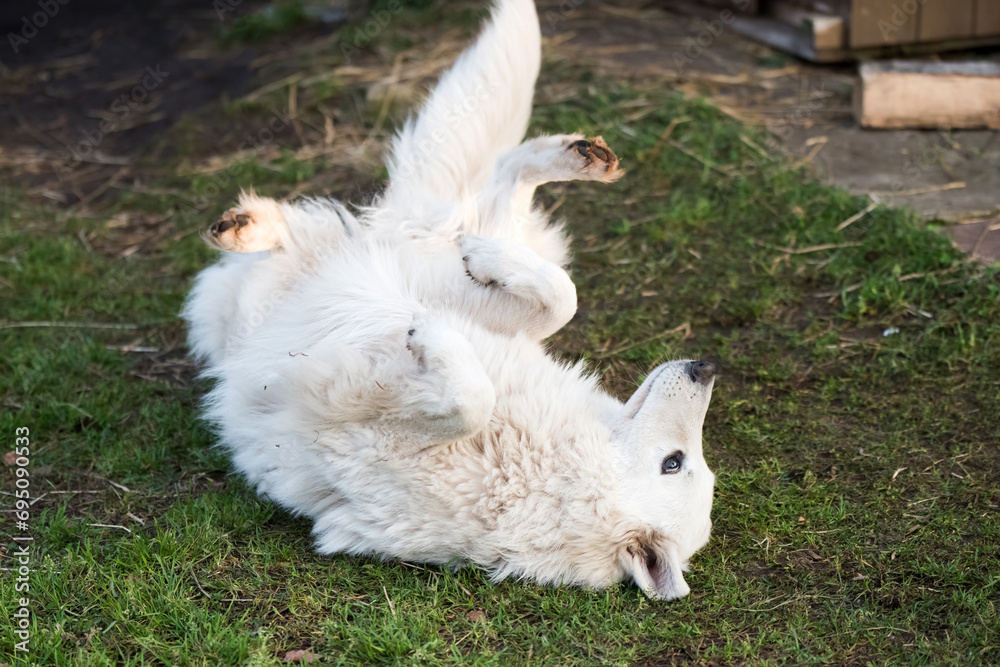 White Swiss Shepherd dog outdoors for a walk. Funny dog pose