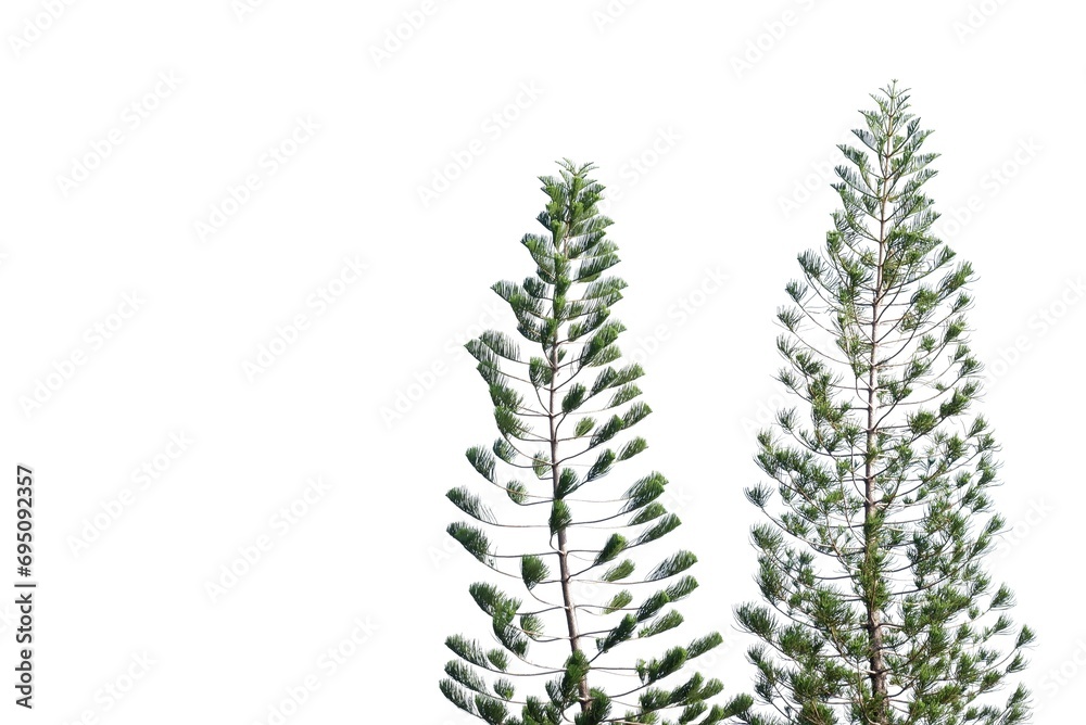 Pine trees with leaves branches on white isolated background for green foliage backdrop 