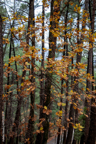 Autumn oak leaves in the green pine forest. Yellow brown and orange leaf. 