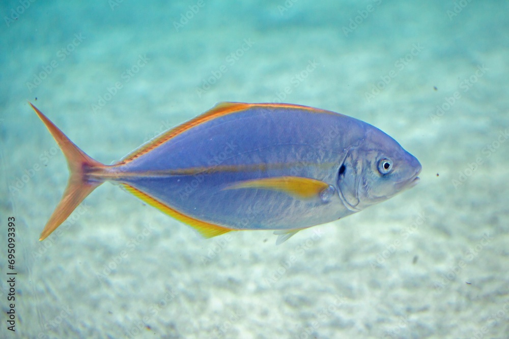 Naklejka premium White trevally, Pseudocaranx dentex