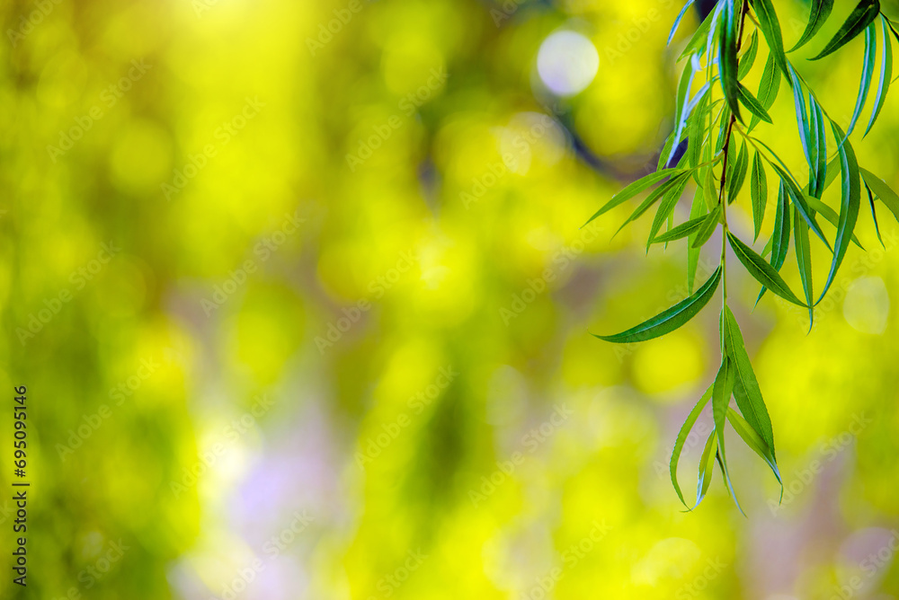 Natural green background from leaves of a willow
Natural green background from leaves of a willow