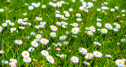 White small daisies blooming on grass background 