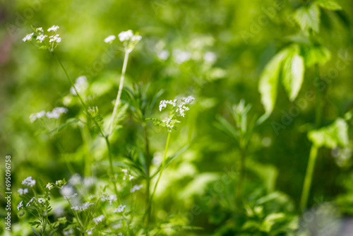 Chervil  Anthriscus cerefolium   French parsley or garden chervil small white flowers on green background in the garden. shallow depth of field